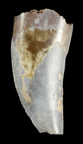 Bargain, Timurlengia (Tyrannosaur) Tooth - Uzbekistan #48025